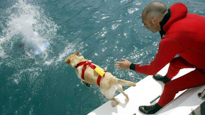 Intervento di un cane addestrato al salvataggio in mare