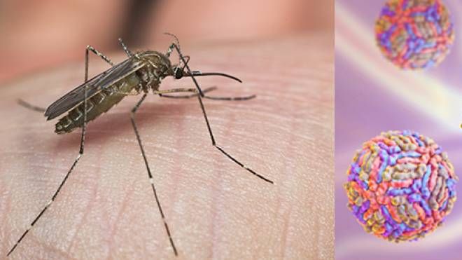 Il virus West Nile è trasmesso dalla zanzara comune