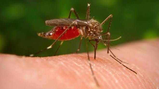 Il virus West Nile viene trasmesso dalle zanzare (Ansa)