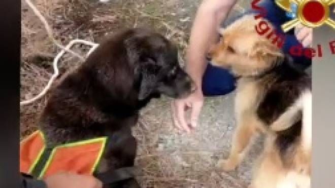 Labrador salvato da un pozzo: immagini dei vigili del fuoco 