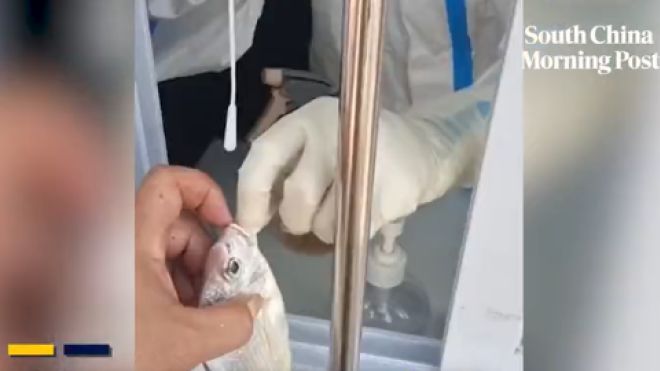 Test Covid sui pesci in Cina 