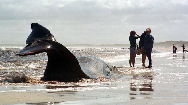 Centinaia di balene spiaggiate in Australia: un mistero