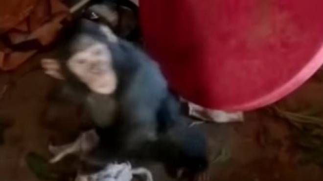 Uno dei tre scimpanzé rapiti nel video inviato dai criminali