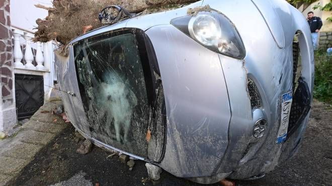 Il cane intrappolato nell'auto travolta dalla frana a Casamicciola, Ischia 