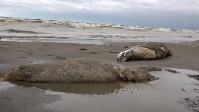 Strage di foche lungo le coste del Dagestan 