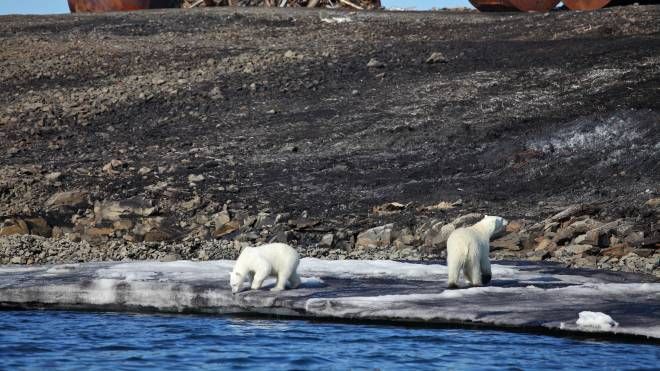 Anche gli orsi polari risentono del cambiamento climatico