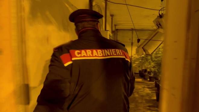 Un ritrovamento di piante di cannabis da parte dei carabinieri