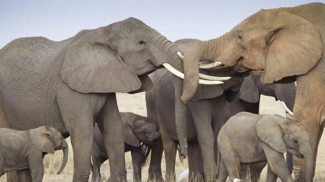 Elefanti africani (Ansa)