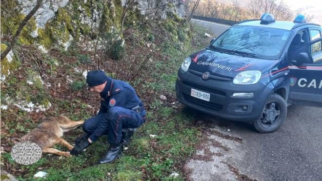 Giovane lupa uccisa a colpi di carabina nel parco Matese nel Beneventano