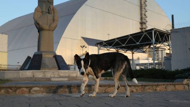 Cani randagi di Chernobyl: ecco cosa svela l'ultimo studio